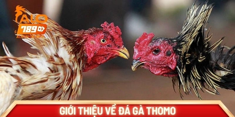 Giới thiệu về đá gà Thomo