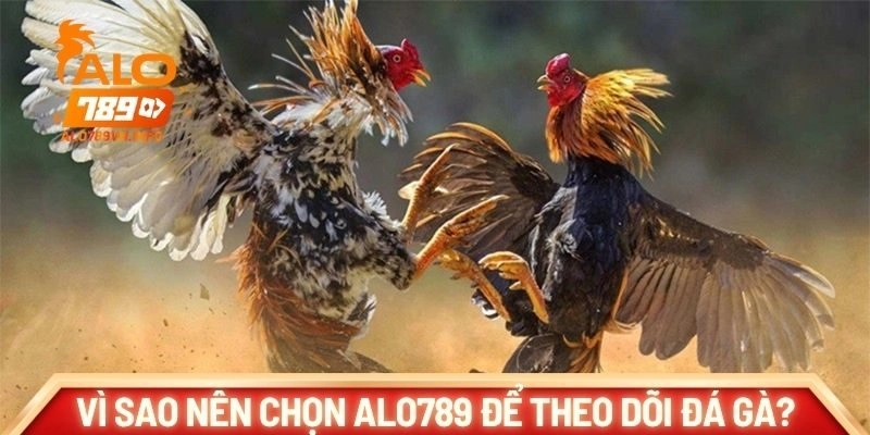 Vì sao nên chọn ALO789 để theo dõi đá gà C1?