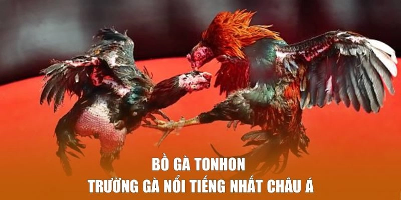 Bồ Gà Tonhon - Trường gà nổi tiếng tại Cam